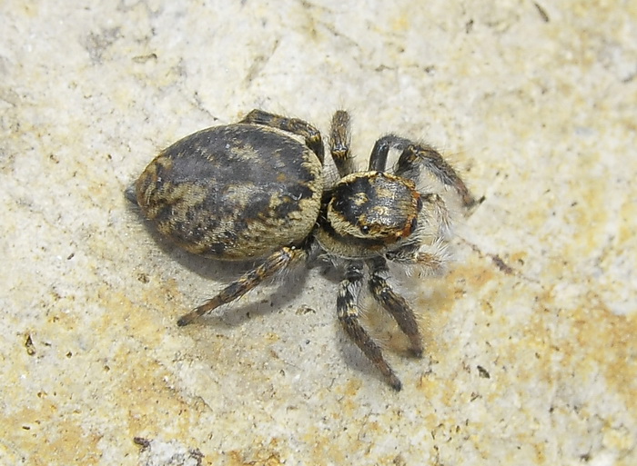 Carrhotus xanthogramma